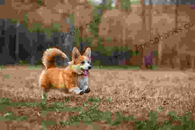 A Beautiful Photo Of Jack Ivy Pembroke, A Pembroke Welsh Corgi, Running Through A Field With A Big Smile On His Face. A Dog Called Jack Ivy Pembroke