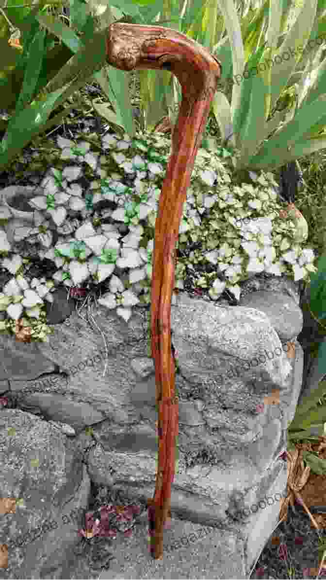 A Beautifully Crafted Wooden Cane Resting Against A Backdrop Of Nature The Way Of Cane: The Science Craft And Art Of Bassoon Reed Making