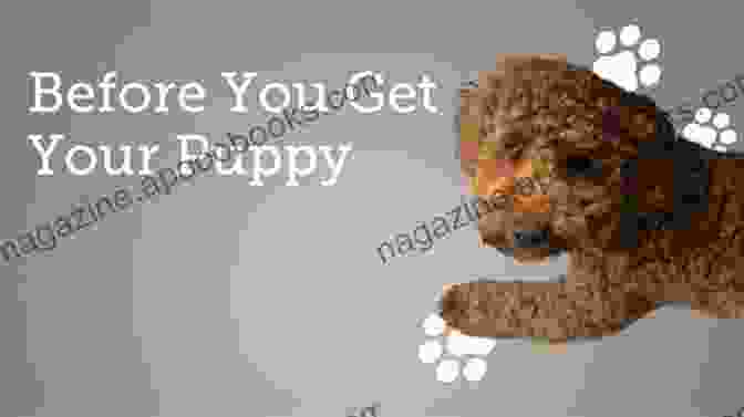 A Cute Puppy Before You Get Your Puppy