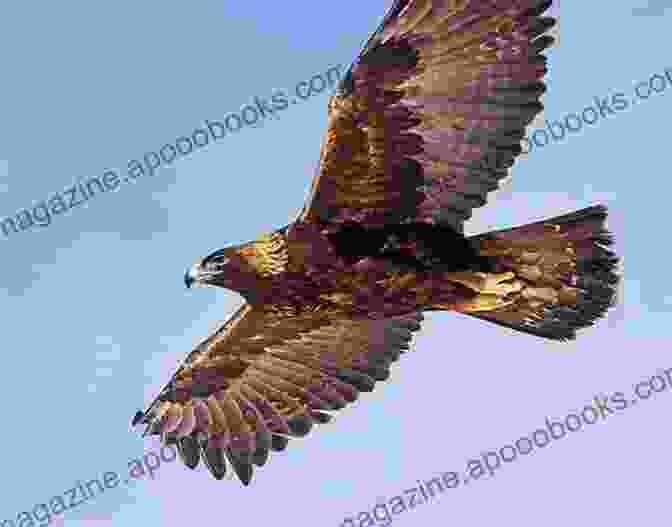 A Golden Eagle In Flight GOLDEN EAGLES Robert Mitchell