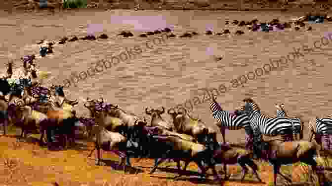 A Herd Of Wildebeest Crossing The Serengeti Plains During The Great Migration. Rural Development Policies In Sub Saharan Africa And Cooperation With The European Union : United Republic Of Tanzania