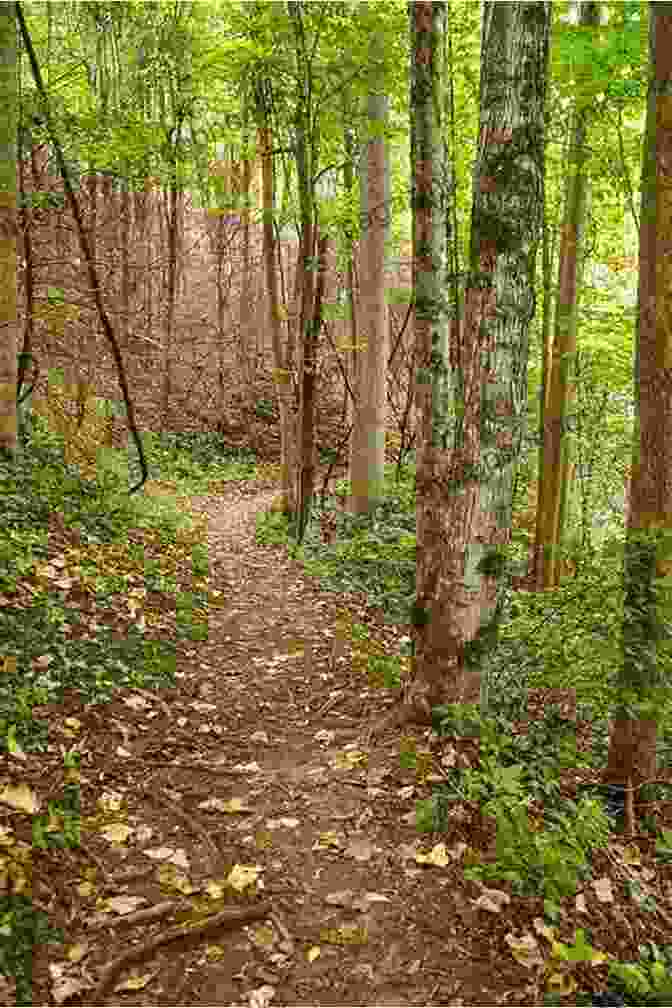 A Hiker Immersed In The Serene Beauty Of A Woodland Trail On The Gower Peninsula Walking On Gower: 30 Walks Exploring The AONB Peninsula In South Wales (Cicerone Walking Guides)