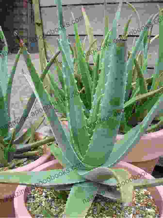 A Leaf Of An Aloe Vera Plant Home Remedies To Treat And Prevent Hemorrhoids