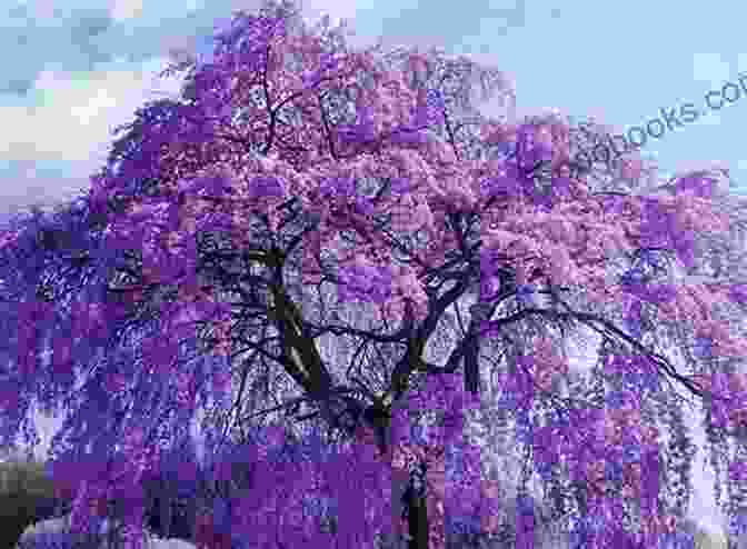 A Majestic Wisteria Tree In Full Bloom, Its Cascading Purple Blossoms Creating A Breathtaking Canopy The Wisteria Tree Of Love