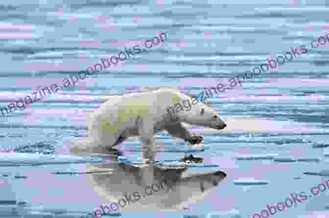 A Photo Of A Polar Bear Standing On A Melting Ice Floe HUMAN MASS EXTINTION: Watch Out Earth Is In The Midst Of A Sixth Mass Extinction Event