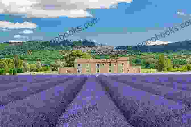 A Picturesque View Of Lavender Fields In Bloom In The South Of France Curious Histories Of Provence: Tales From The South Of France