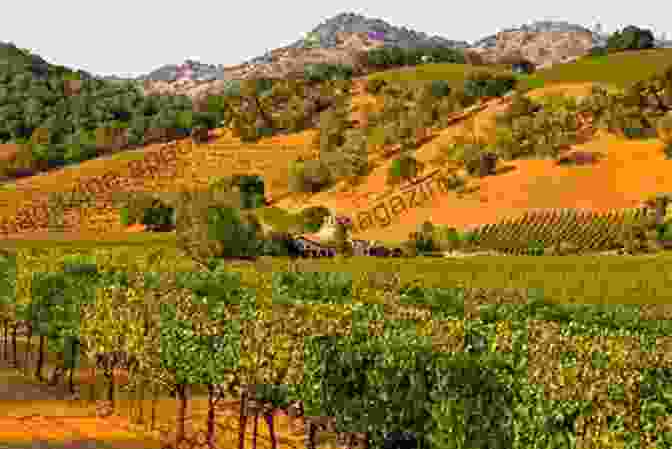 A Serene Vineyard Tucked Away In The Rolling Hills Of Catalonia Barcelona Travel Guides: Wine Adventures