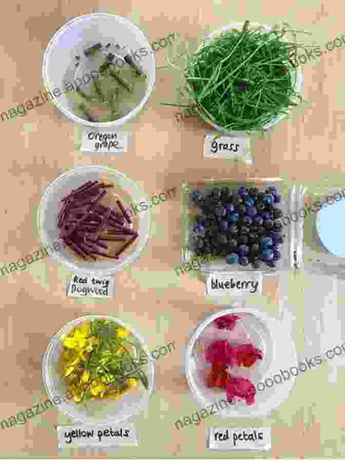 A Series Of Images Showcasing The Different Stages Of Dye Extraction, From Plant Material To Concentrated Dye Liquor An To Plant Based Dyes