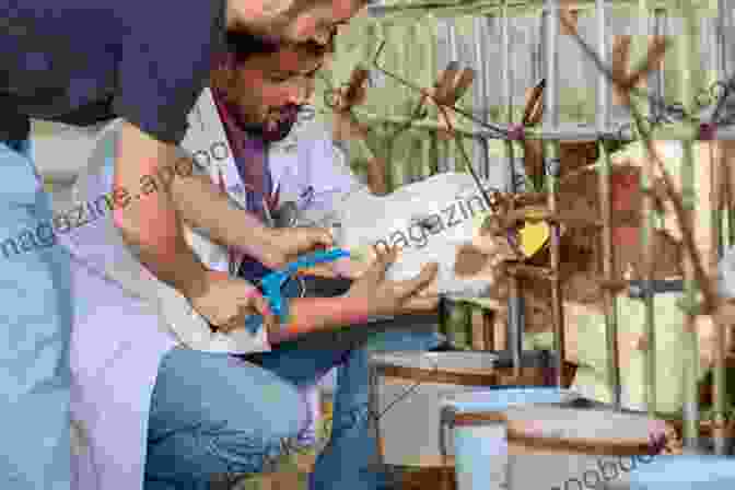 A Veterinarian Conducting A Health Check On A Miniature Cow, Emphasizing The Importance Of Regular Veterinary Care. Miniature Cows As Pets Miniature Cow Keeping Care Housing Pros And Cons Health And Diet Miniature Cows Owners Manual