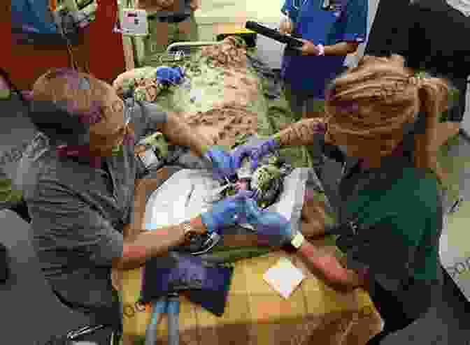 A Veterinarian Performing A Dental Checkup On A Miniature Cow, Highlighting The Importance Of Regular Health Maintenance. Miniature Cows As Pets Miniature Cow Keeping Care Housing Pros And Cons Health And Diet Miniature Cows Owners Manual