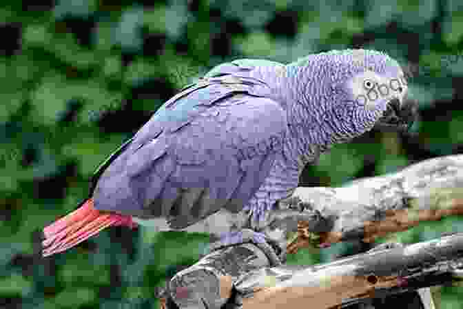 African Grey Parrot Displaying Its Intelligence New TitleAfrican Grey Parrot: The Ultimate Guide On Everything You Need To Know About African Grey Parrot Feeding Where To Buy