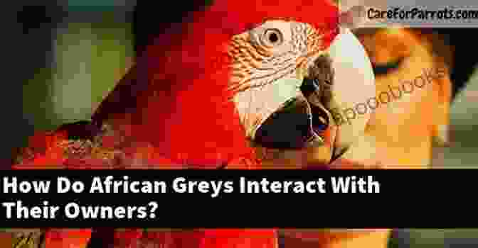 African Grey Parrot Interacting With Its Owner New TitleAfrican Grey Parrot: The Ultimate Guide On Everything You Need To Know About African Grey Parrot Feeding Where To Buy