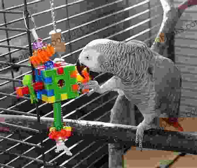 African Grey Parrot Playing With Toys New TitleAfrican Grey Parrot: The Ultimate Guide On Everything You Need To Know About African Grey Parrot Feeding Where To Buy