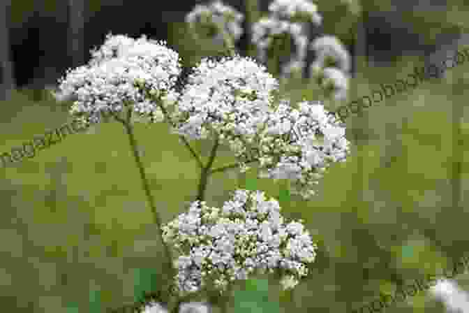 An Image Of A Person Sleeping Peacefully, Surrounded By Valerian Root Plants This Is Valerian Root Everything You Need To Know About Valerian Root Benefits Risks And Side Effects