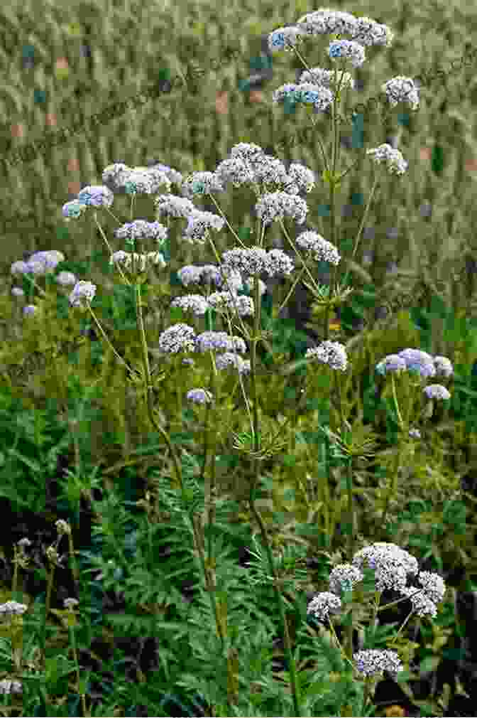 An Image Of A Person Smiling And Laughing, With Valerian Root Plants Blooming Nearby This Is Valerian Root Everything You Need To Know About Valerian Root Benefits Risks And Side Effects