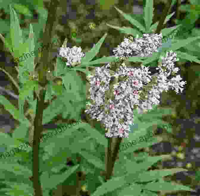 An Image Of The Valeriana Officinalis Plant, Showcasing Its Delicate Flowers And Lush Foliage This Is Valerian Root Everything You Need To Know About Valerian Root Benefits Risks And Side Effects