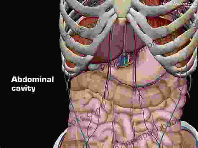 Anatomy And Physiology Of The Abs Six Pack Get Your Abs Easy Guide To A Ribbed Six Pack (Six Pack Abs Six Pack Fitness Fitness Six Pack Guide To Six Pack Easy Abs Sixpack)