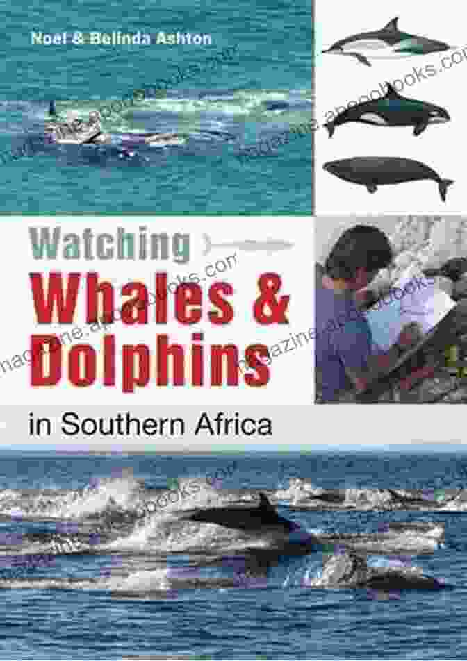 Book Cover Of Watching Whales Dolphins In Southern Africa