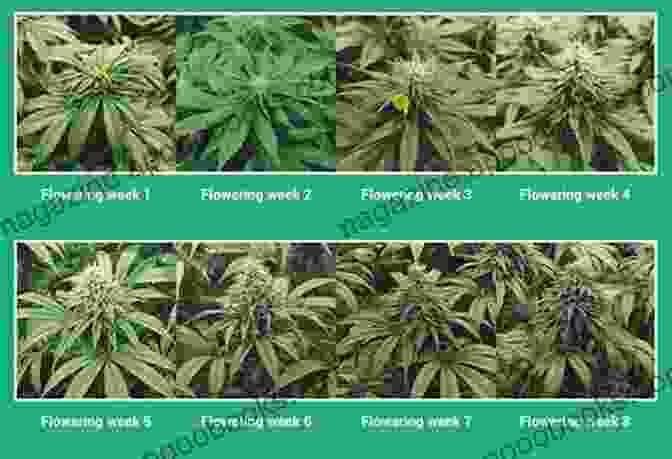 Cannabis Plants In The Flowering Stage Producing Dense, Resinous Buds MAIN STEPS TO CANNABIS GROWING : Steps To Growing Cannabis