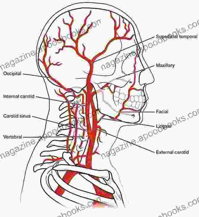 Carotid And Vertebral Arteries Anatomy Function And Surgery Of The Carotid And Vertebral Arteries