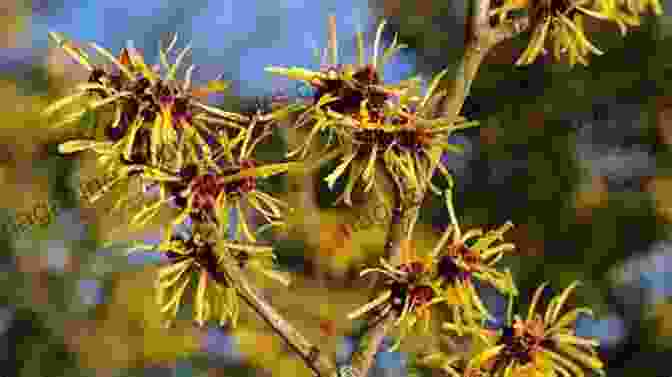 Close Up Of A Witch Hazel Plant Home Remedies To Treat And Prevent Hemorrhoids