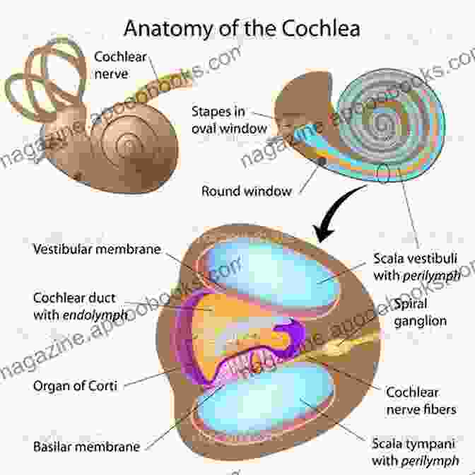 Detailed Illustration Of The Cochlea's Anatomy Understanding The Cochlea (Springer Handbook Of Auditory Research 62)