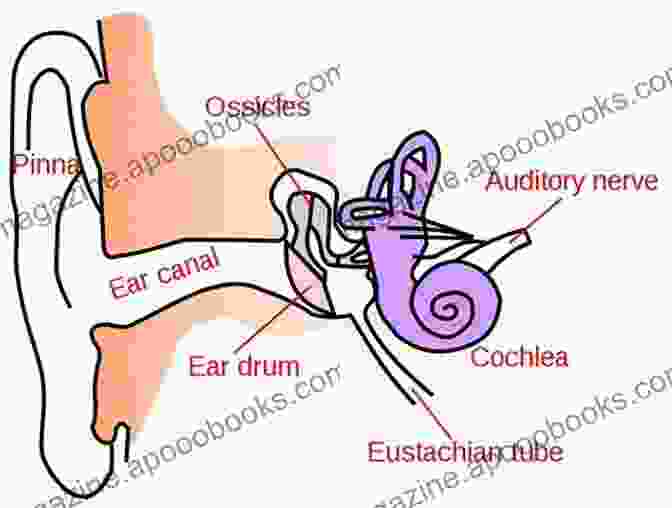 Diagram Illustrating The Cochlea's Acoustic Properties Understanding The Cochlea (Springer Handbook Of Auditory Research 62)