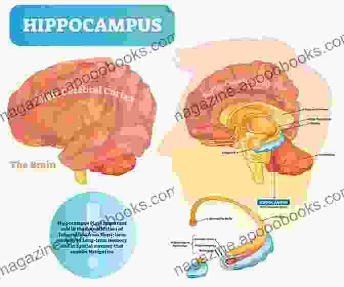 Diagram Of The Hippocampus And Its Role In Memory Indelible In The Hippocampus: Writings From The Me Too Movement