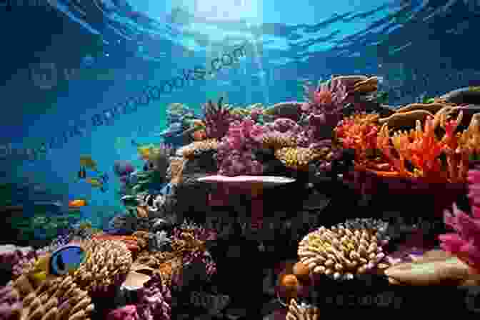 Diver Observing A Vibrant Coral Reef Teeming With Marine Life Oceanography And Marine Biology: An Annual Review Volume 56 (Oceanography And Marine Biology An Annual Review)