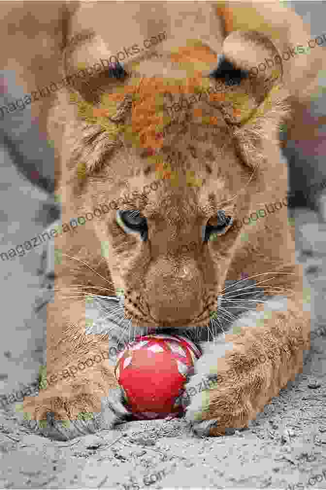 Lion Cub Playing With Ball Adventures In Veterinary Medicine: What Working In Veterinary Hospitals Taught Me About Life Love And Myself