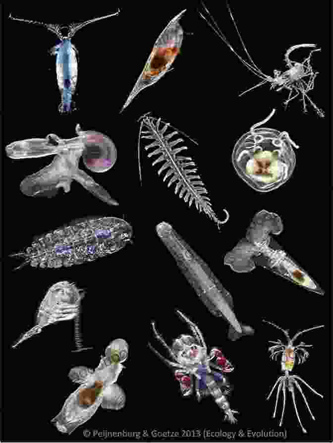 Microscopic View Of Zooplankton Diversity Basic And Applied Zooplankton Biology