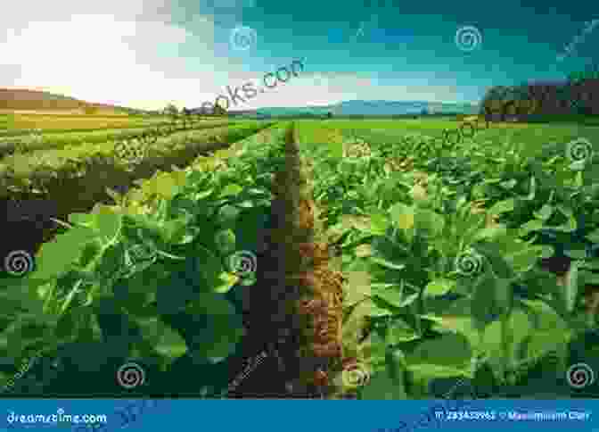 Panoramic View Of A Vast Farmland, With Rows Of Crops Stretching Towards The Horizon. North For The Harvest: Mexican Workers Growers And The Sugar Beet Industry