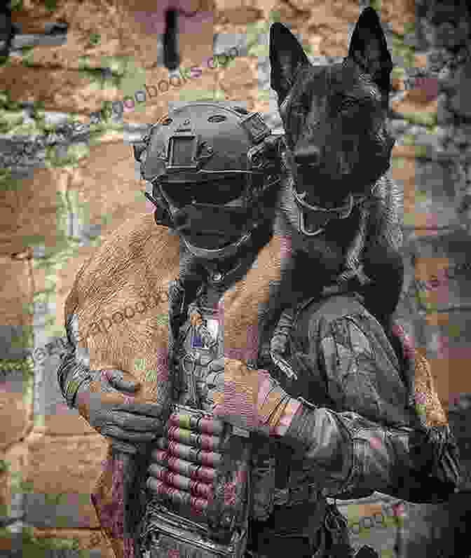 Ranger Reckless, A Belgian Malinois War Dog, Stands In Front Of An American Flag. Ranger (Reckless Kings MC 3): A Dixie Reapers Bad Boys Romance