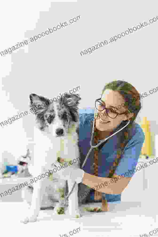 Veterinarian Examining A Dog With Stethoscope Adventures In Veterinary Medicine: What Working In Veterinary Hospitals Taught Me About Life Love And Myself