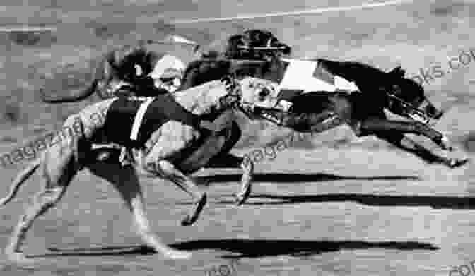 Vintage Photo Of Greyhound Racing In The 1950s The 1952 Greyhound System Hannah Parkes