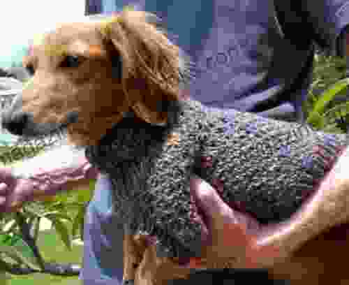 Lena S Cozy Brioche Miniature Dachshund Dog Sweater Knitting Pattern