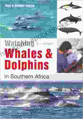 Watching Whales Dolphins In Southern Africa